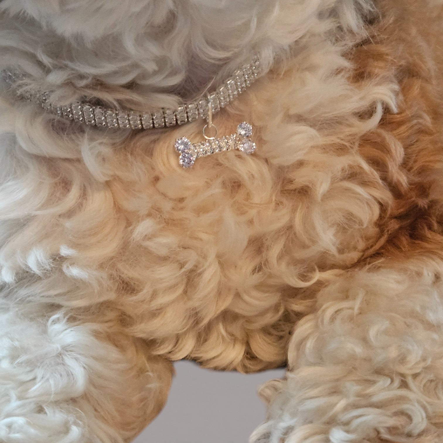 Funkelnde Strass-Steinkette für Hunde in 3 Farben!