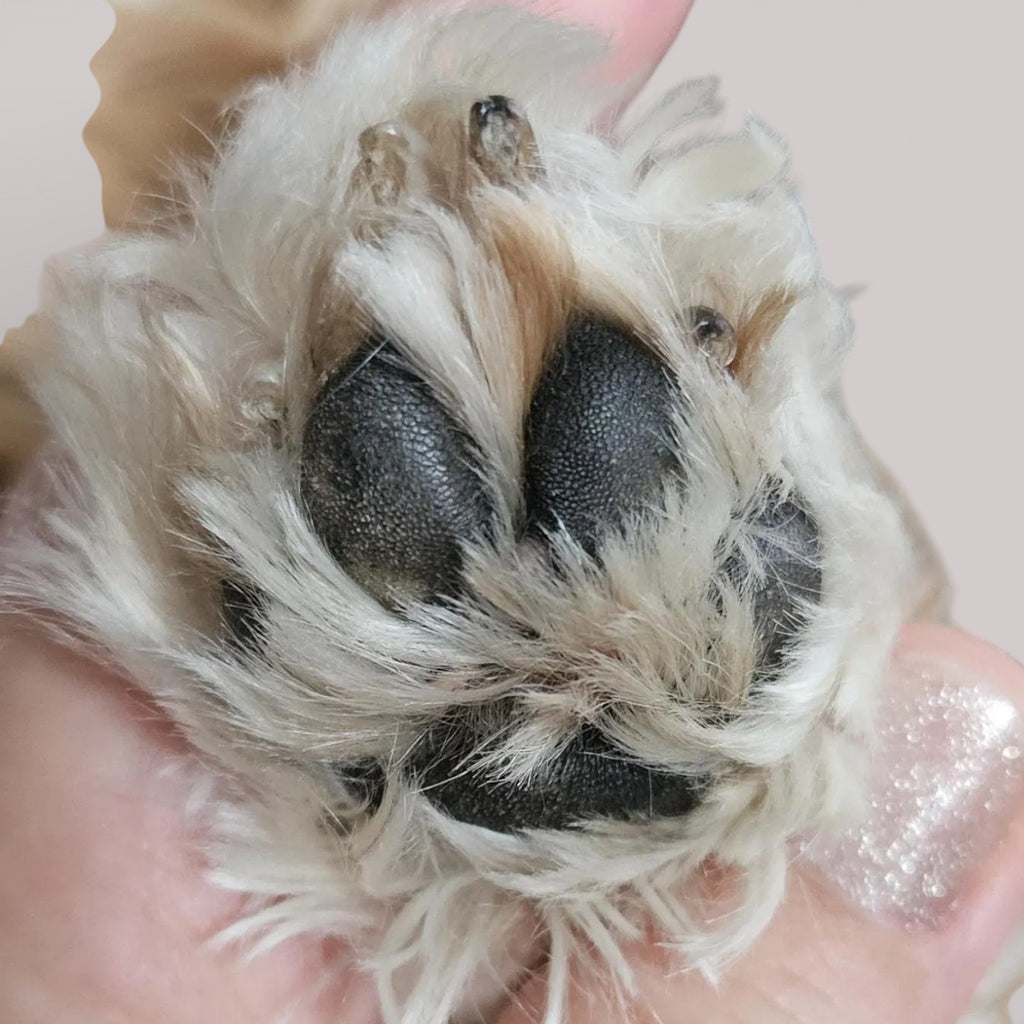 Necklace "4er Glück" dog, cat, rabbit ...